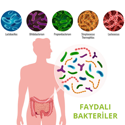 Probiyotikler ve Kilo Kaybı Probiyotiklerin Kilo Vermede Etkisi