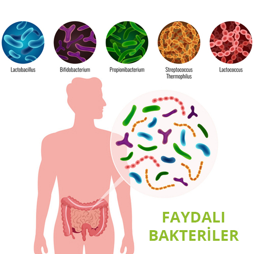 Probiyotiklerin Kilo Vermede Etkisi